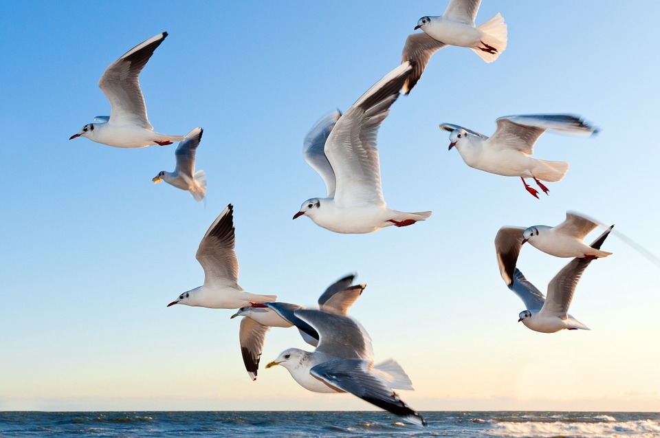 vogels